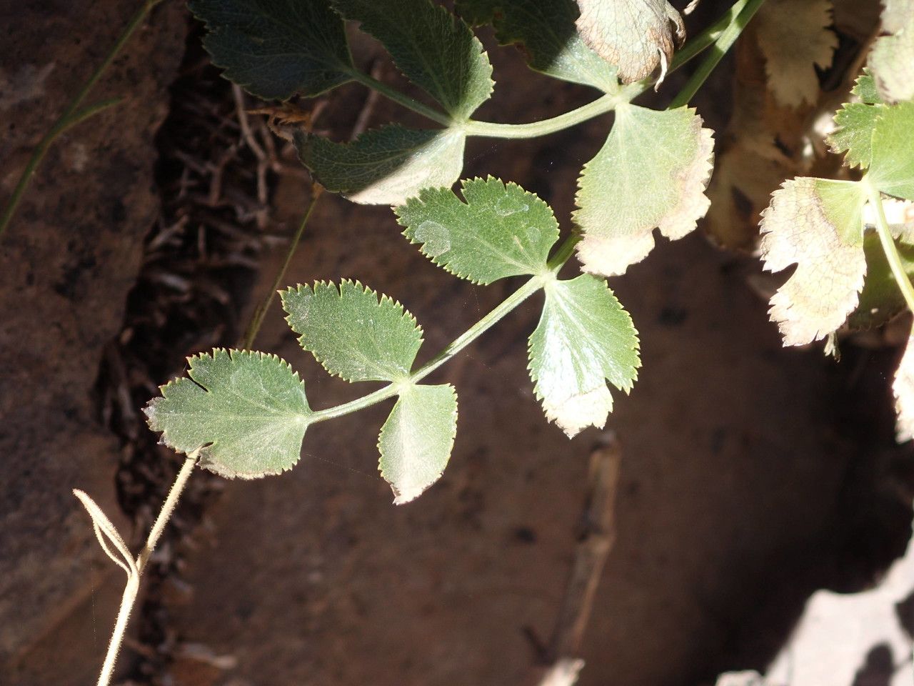 Pimpinella cumbrae leaf