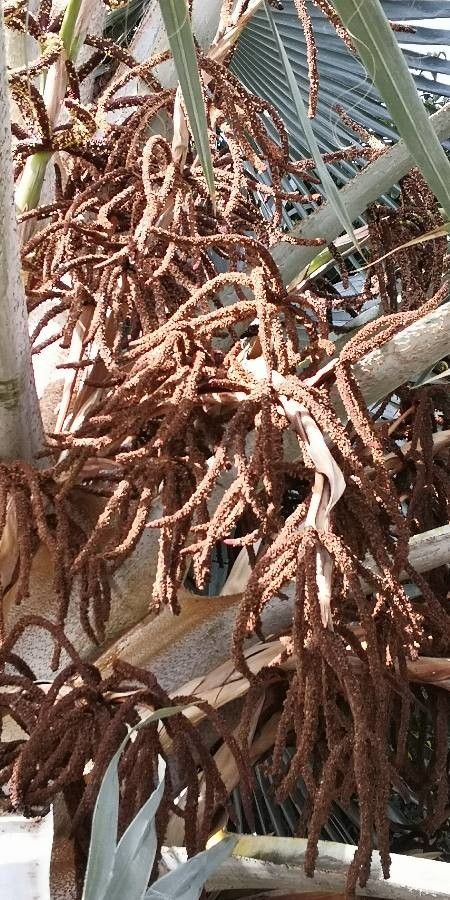 Bismarckia nobilis flower