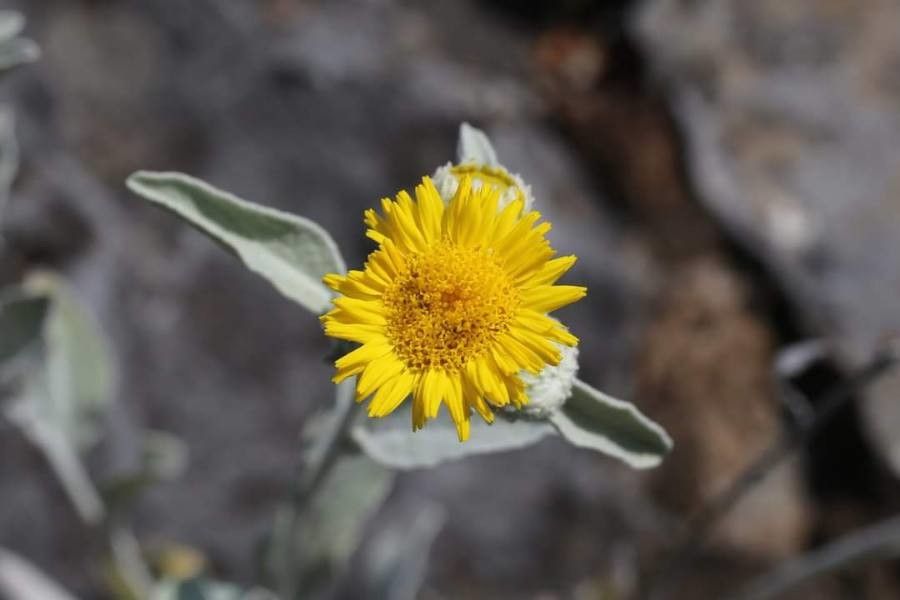 Inula aschersoniana flower