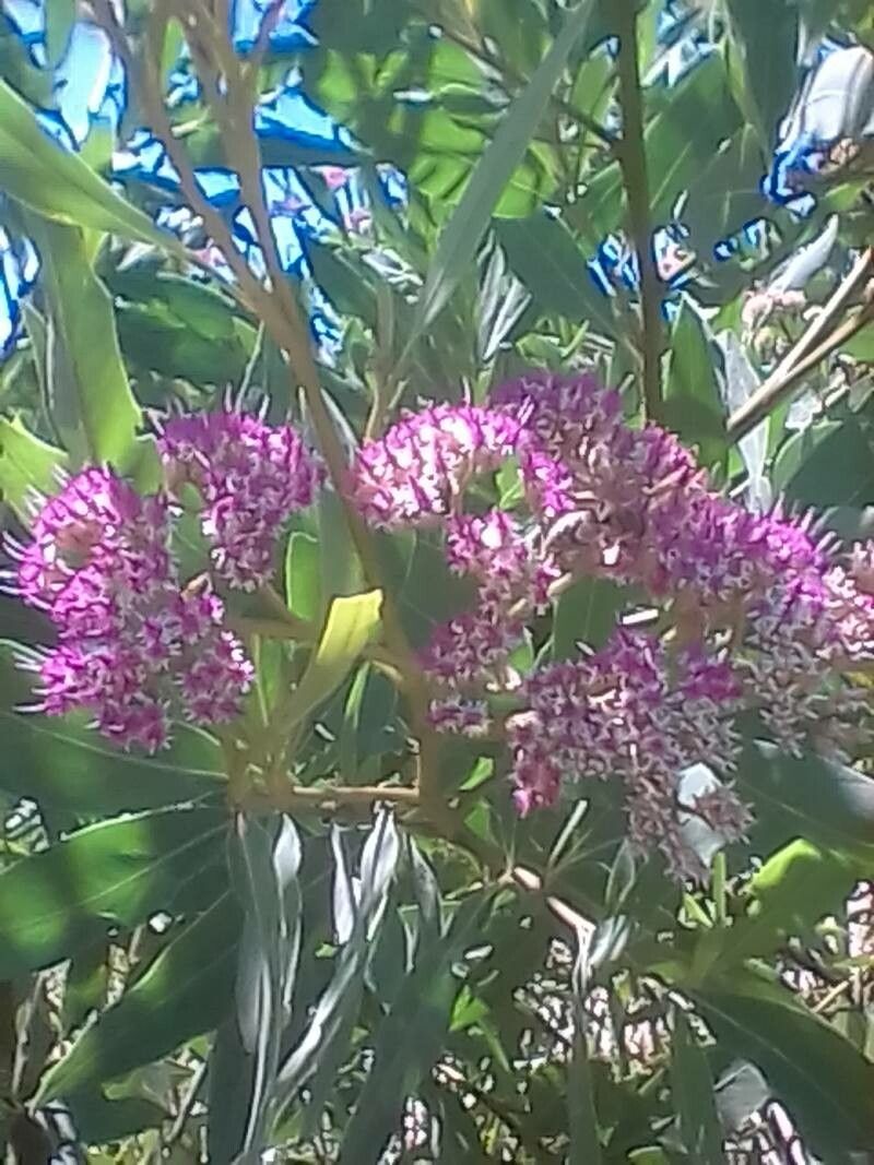 Tessaria integrifolia flower