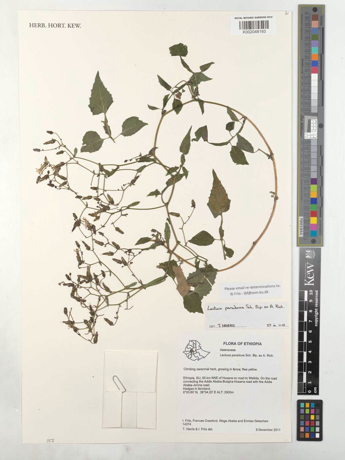 Lactuca paradoxa — houseplant care guide