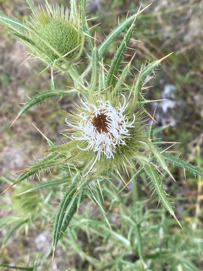 Cirsium ferox flower