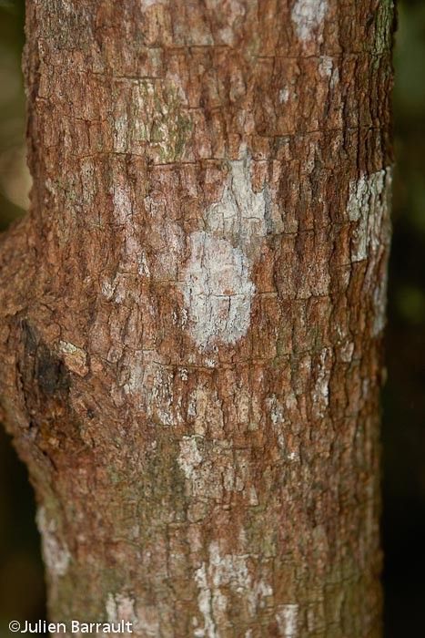 Geijera cauliflora bark
