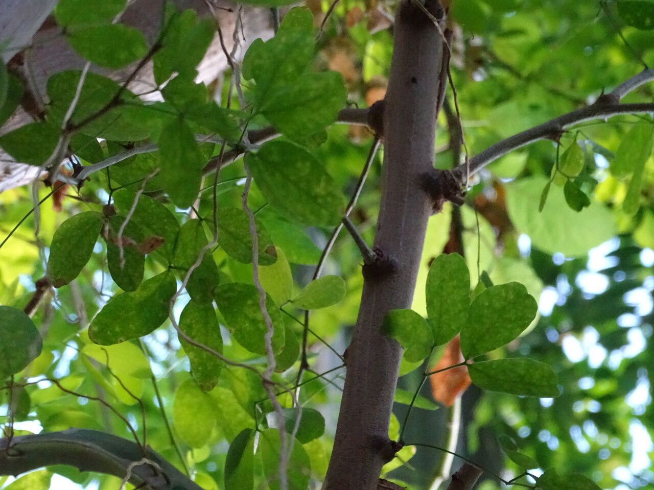 Pithecellobium unguis-cati — houseplant care guide