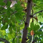 Pithecellobium unguis-cati