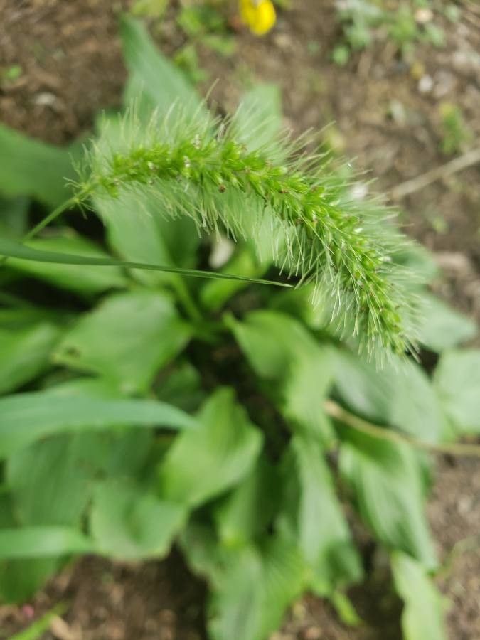 Setaria verticillata flower