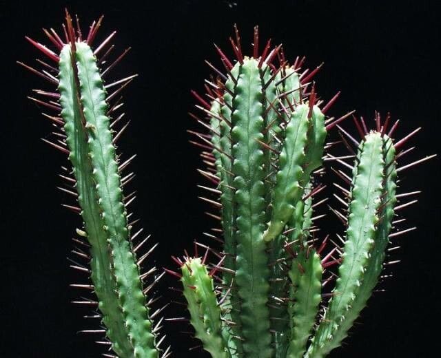 Euphorbia atrispina — houseplant care guide