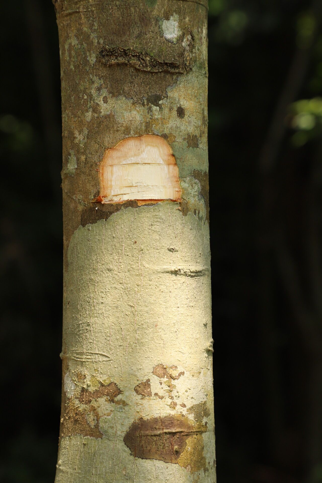 Julbernardia brieyi bark