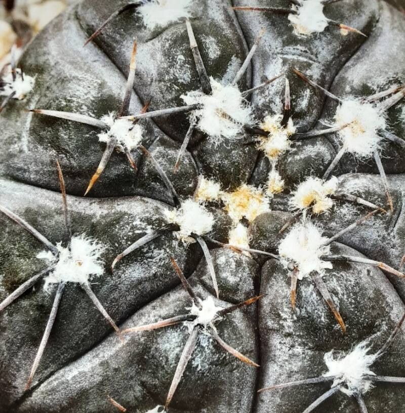 Gymnocalycium berchtii leaf