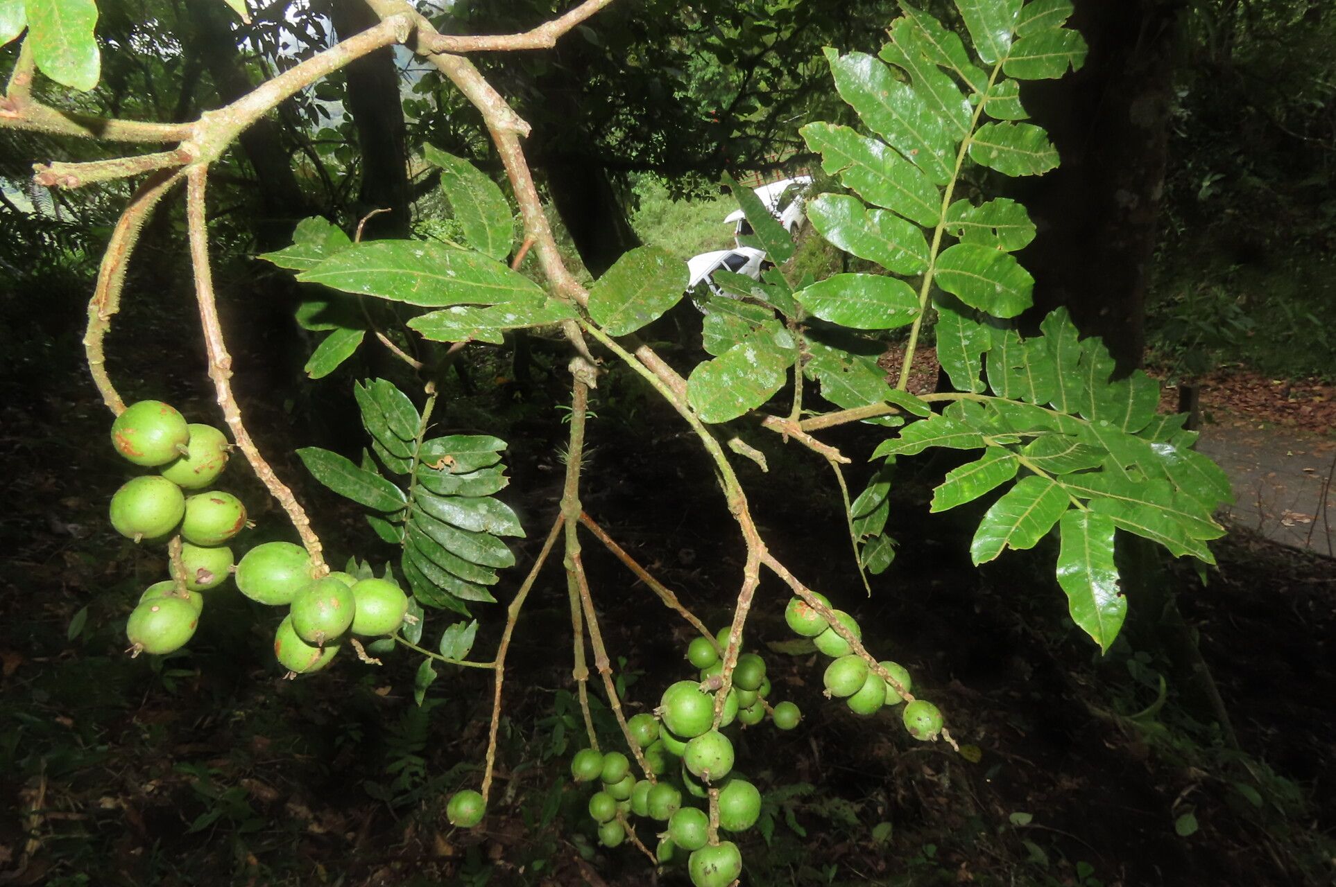 Alfaroa costaricensis fruit