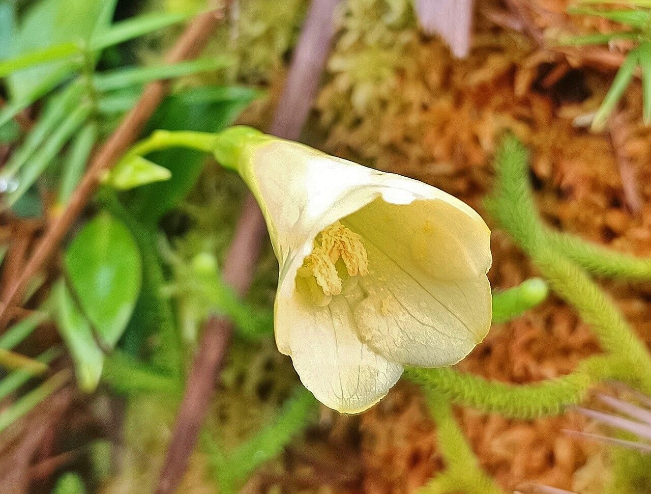 Epilobium luteum flower