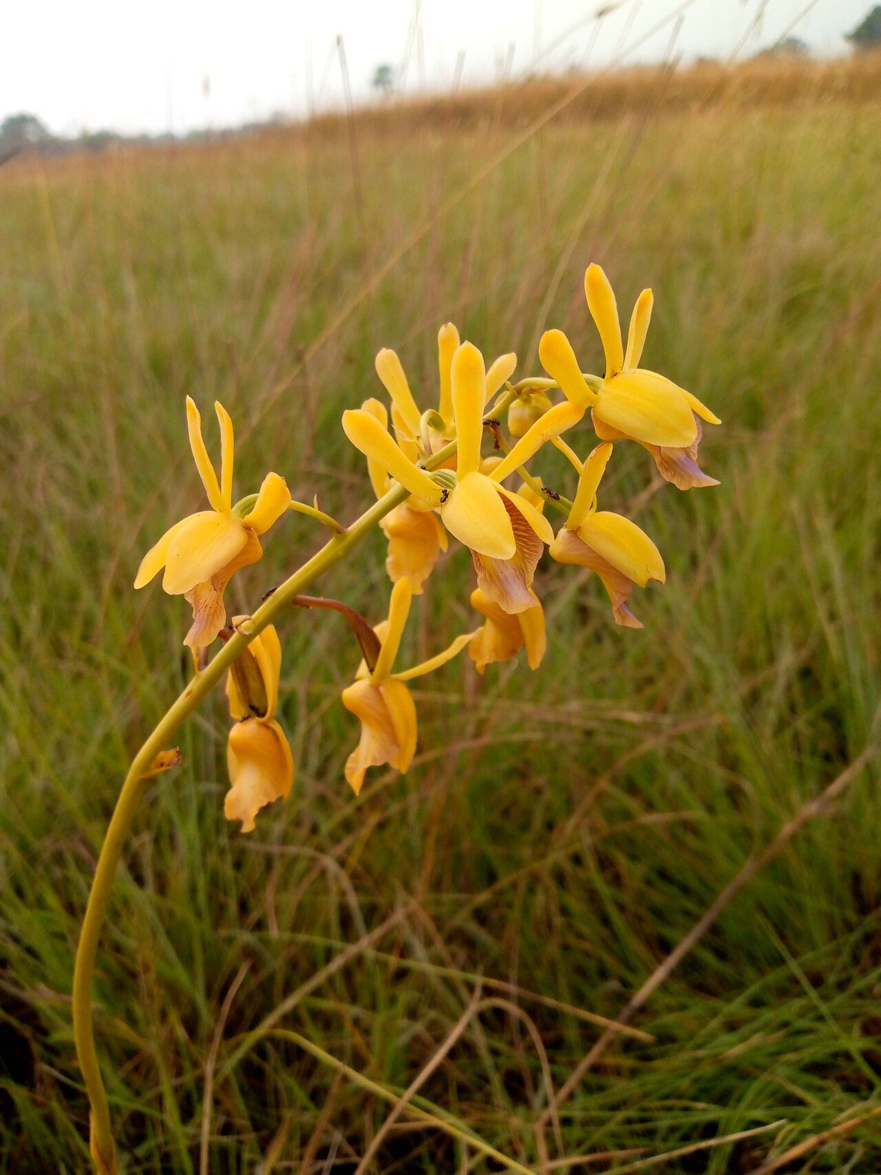 Eulophia angolensis — houseplant care guide