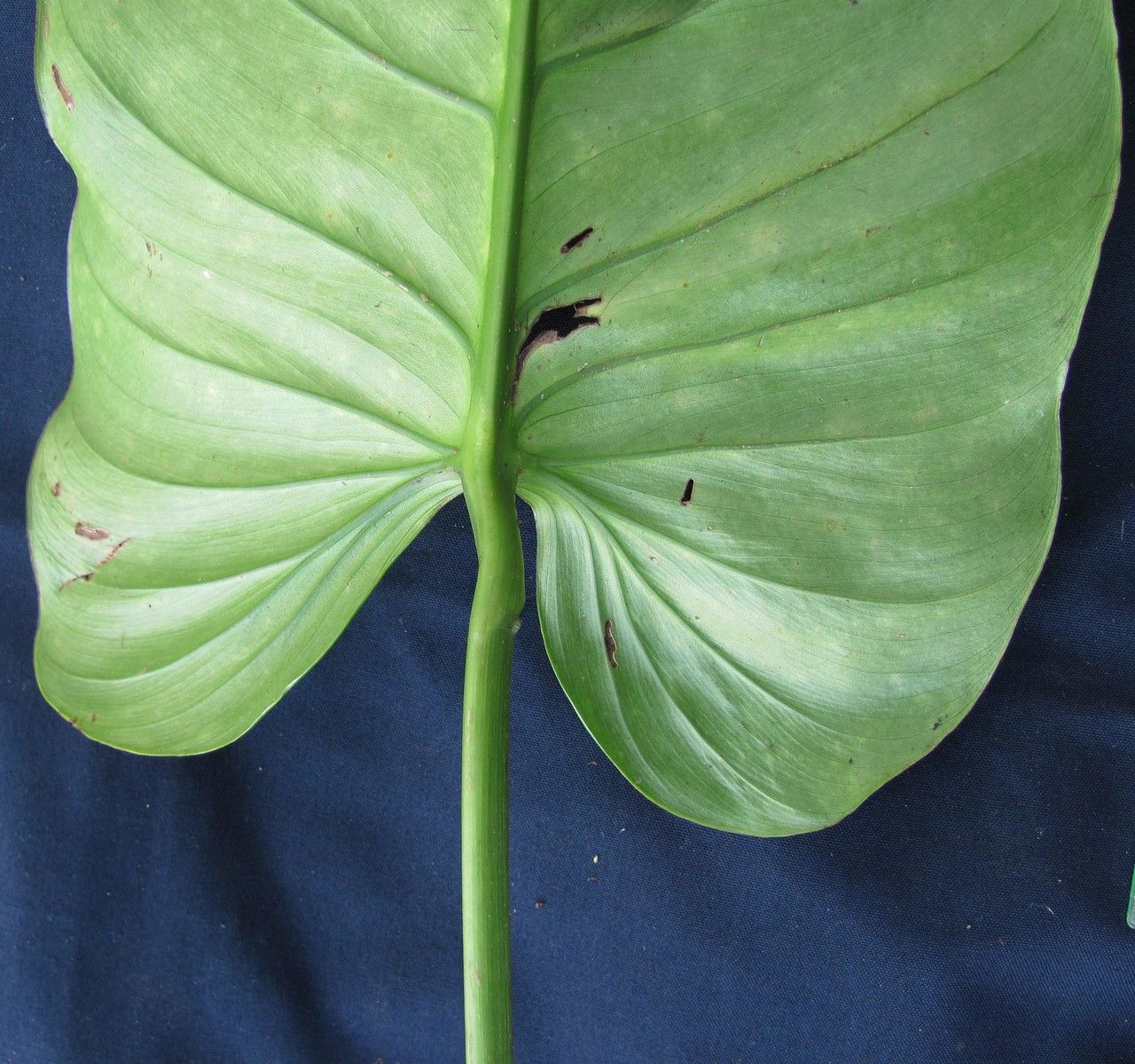 Philodendron jodavisianum leaf