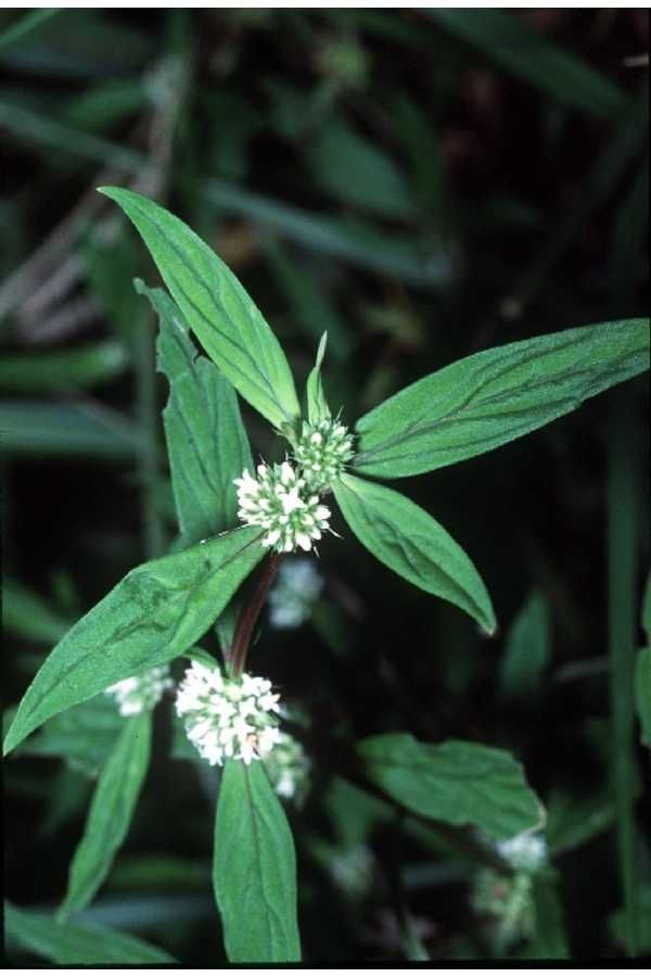 Spermacoce glabra habit