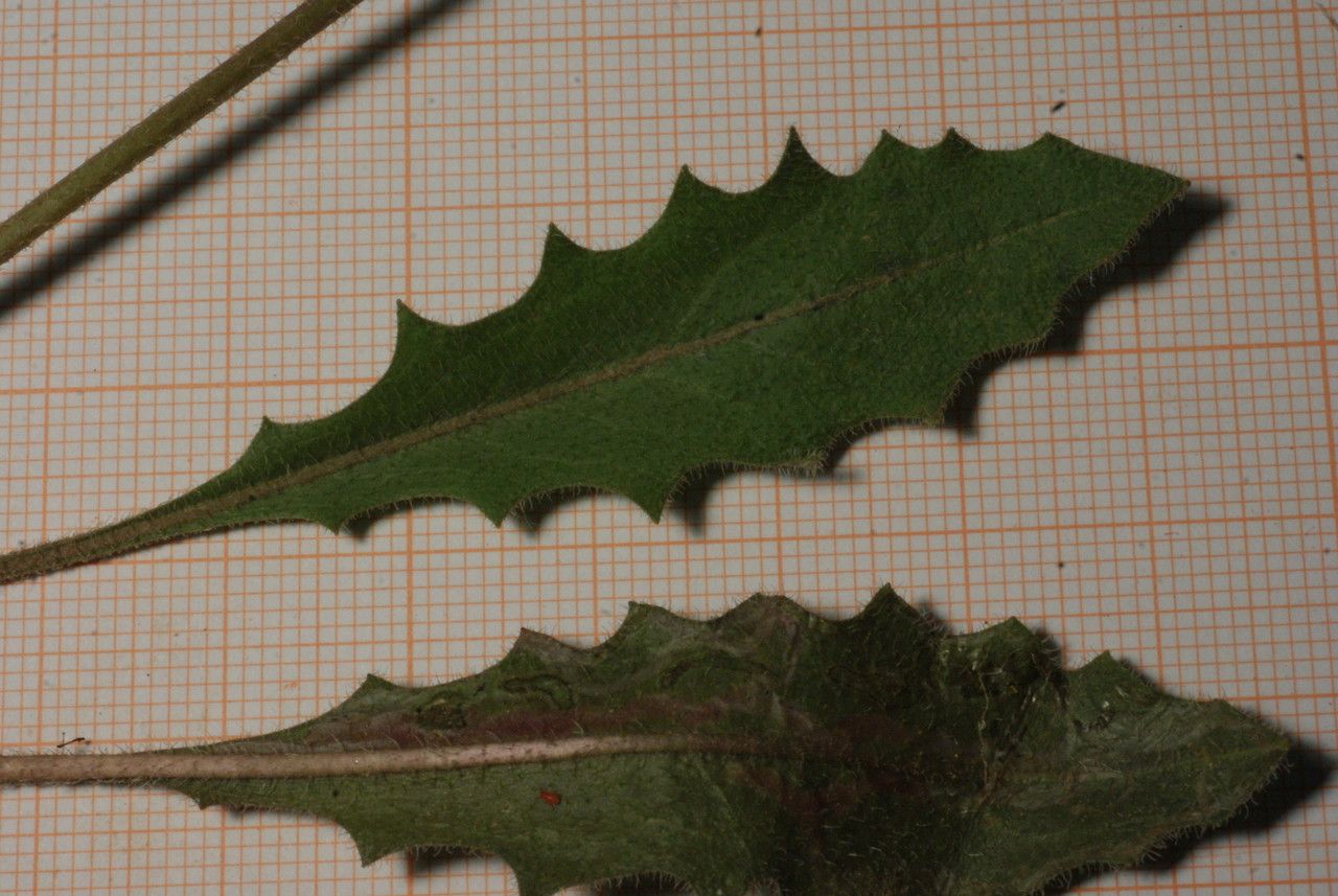 Picris cupuligera — houseplant care guide