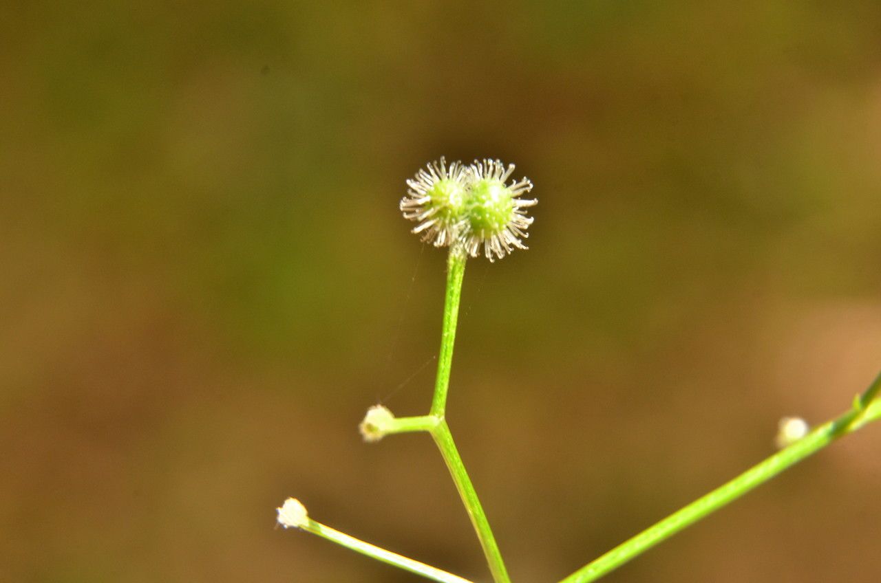 Galium triflorum fruit