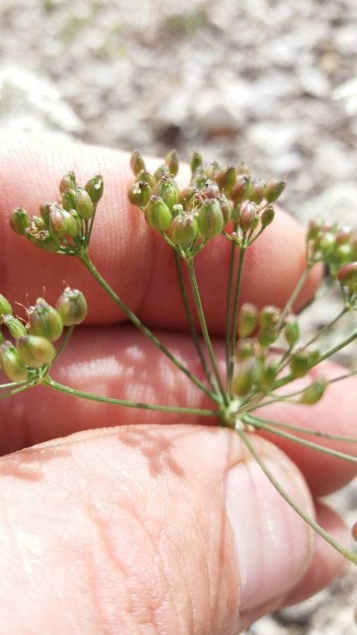 Pimpinella saxifraga fruit