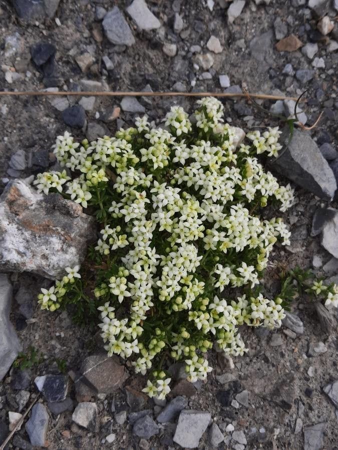 Galium megalospermum habit
