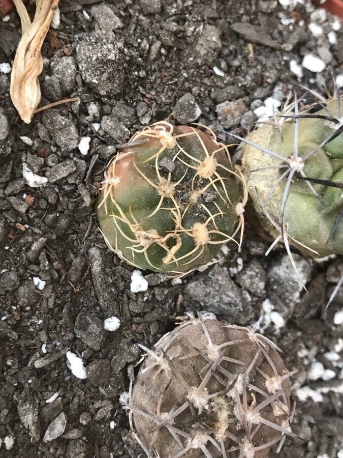 Gymnocalycium Calochlorum leaf