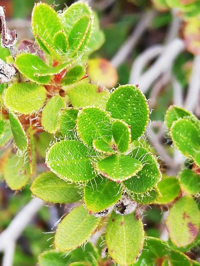 Rhododendron hirsutum