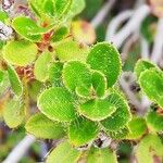 Rhododendron hirsutum