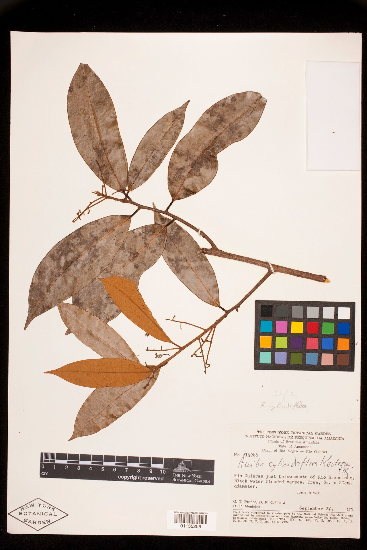 Aniba cylindriflora — houseplant care guide