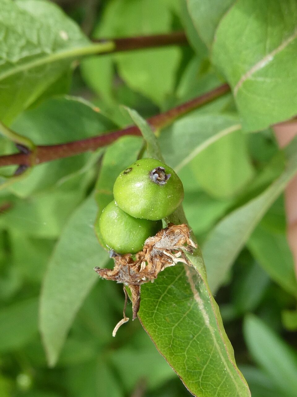 Lonicera nigra fruit