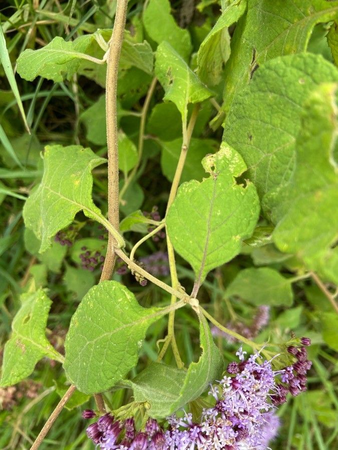 Vernonia brachycalyx leaf