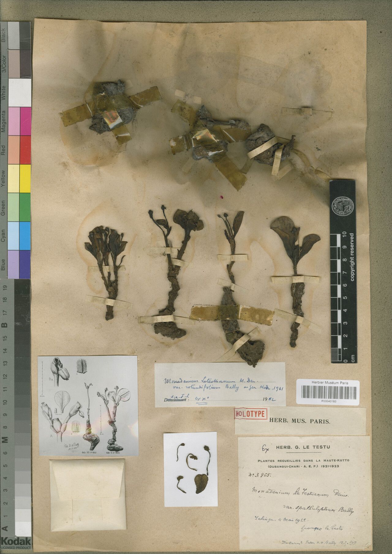 Euphorbia letestuana — houseplant care guide