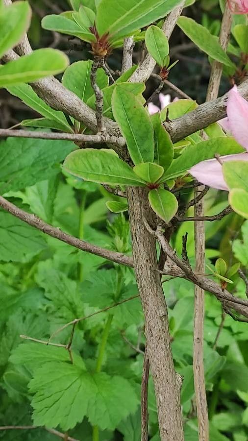 Rhododendron luteum bark