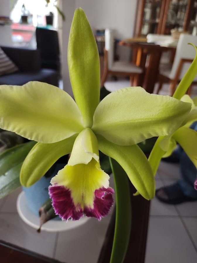 Rhyncholaelia glauca — search result for 'Belize'