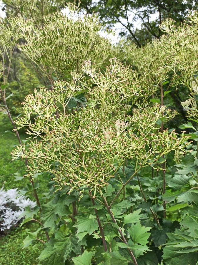 Arnoglossum atriplicifolium fruit