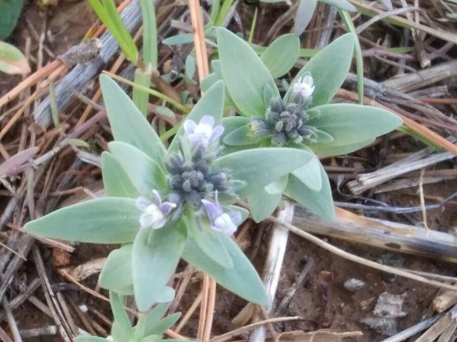 Linaria micrantha flower