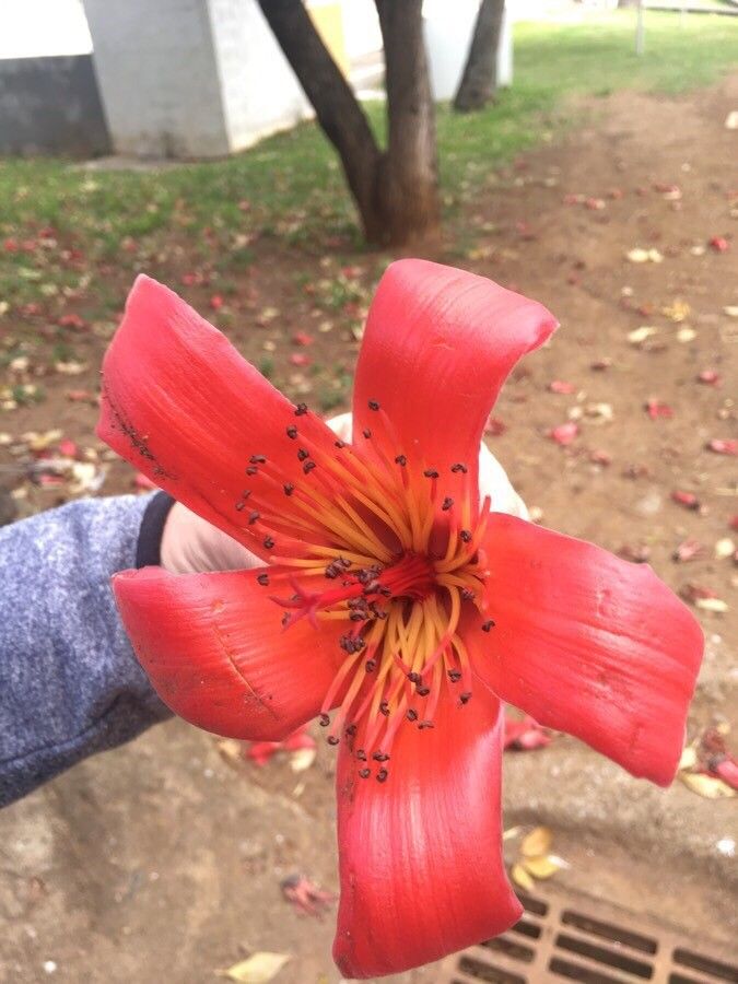 Bombax ceiba flower