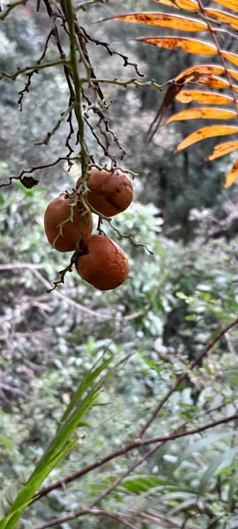 Ravenea cycadifolia fruit