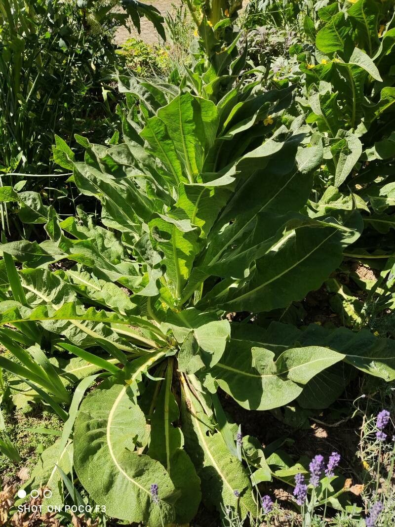 Verbascum speciosum — search result for 'Verbascum'