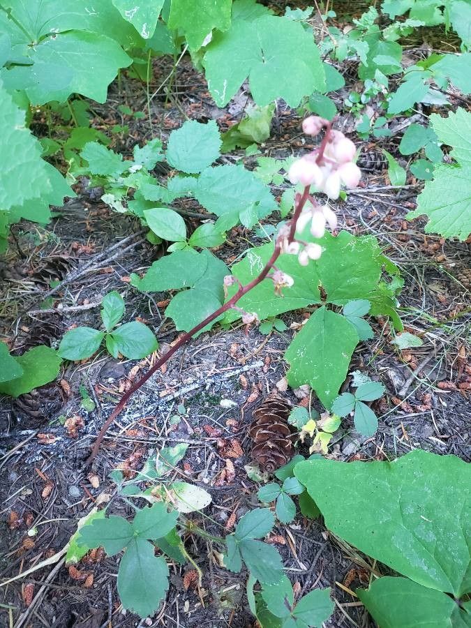 Pyrola picta habit