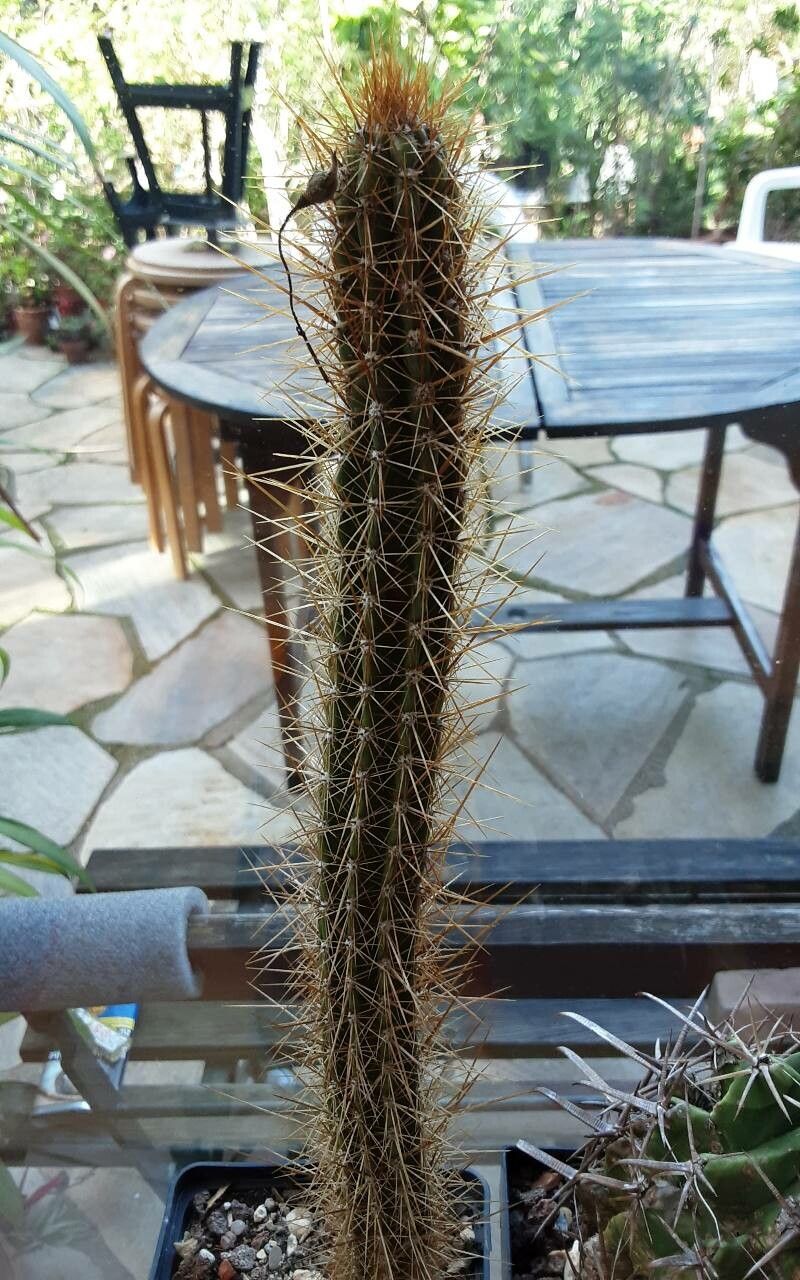 Pilosocereus polygonus bark