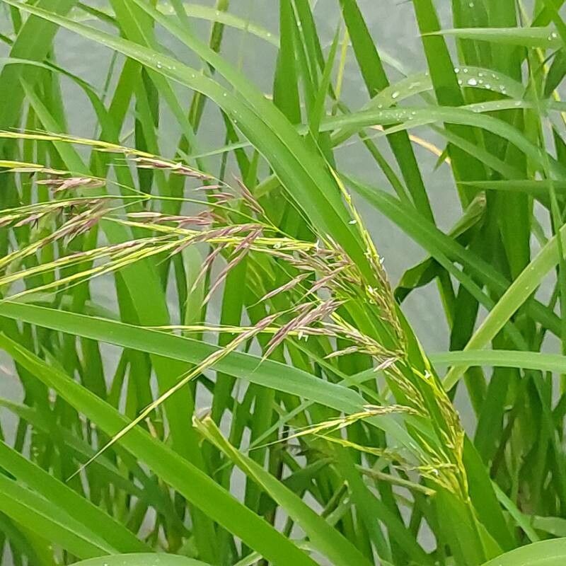 Zizania latifolia flower