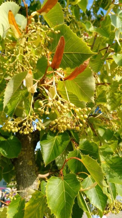 Tilia mongolica fruit