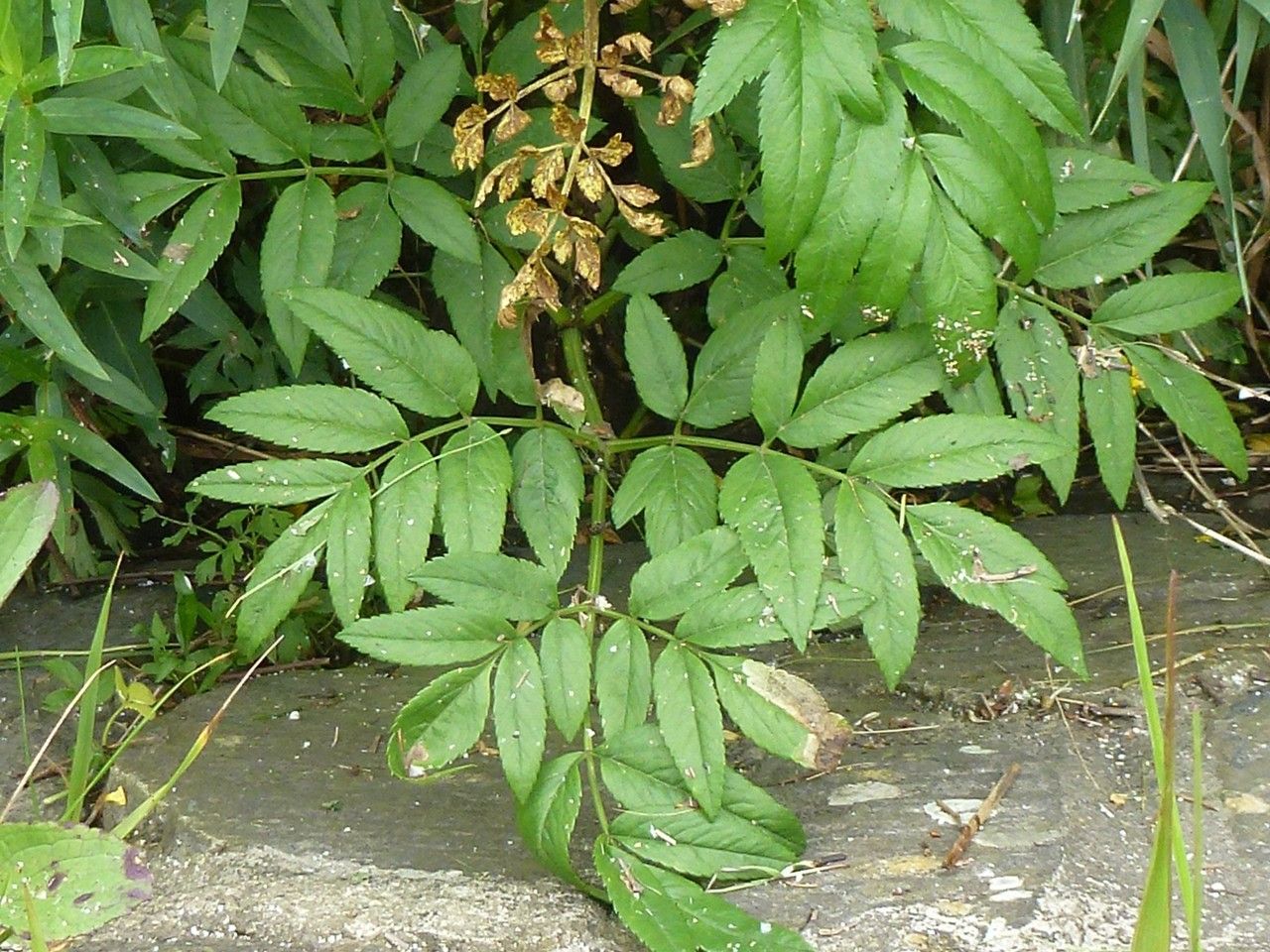 Angelica heterocarpa other