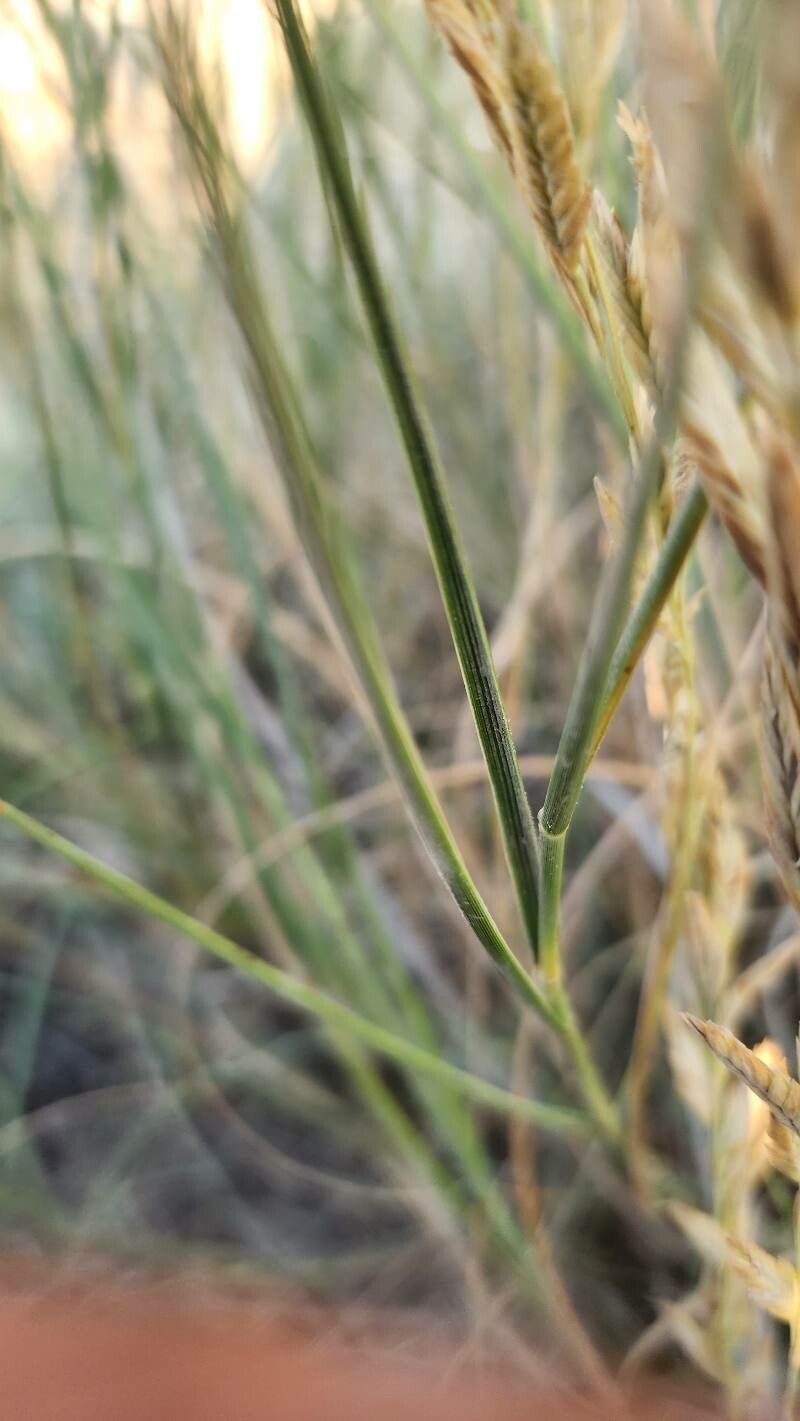 Thinopyrum gentryi — related species from the same genus