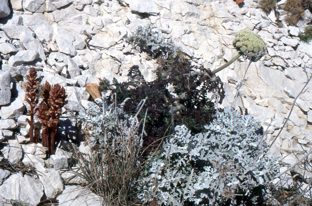 Orobanche fuliginosa habit
