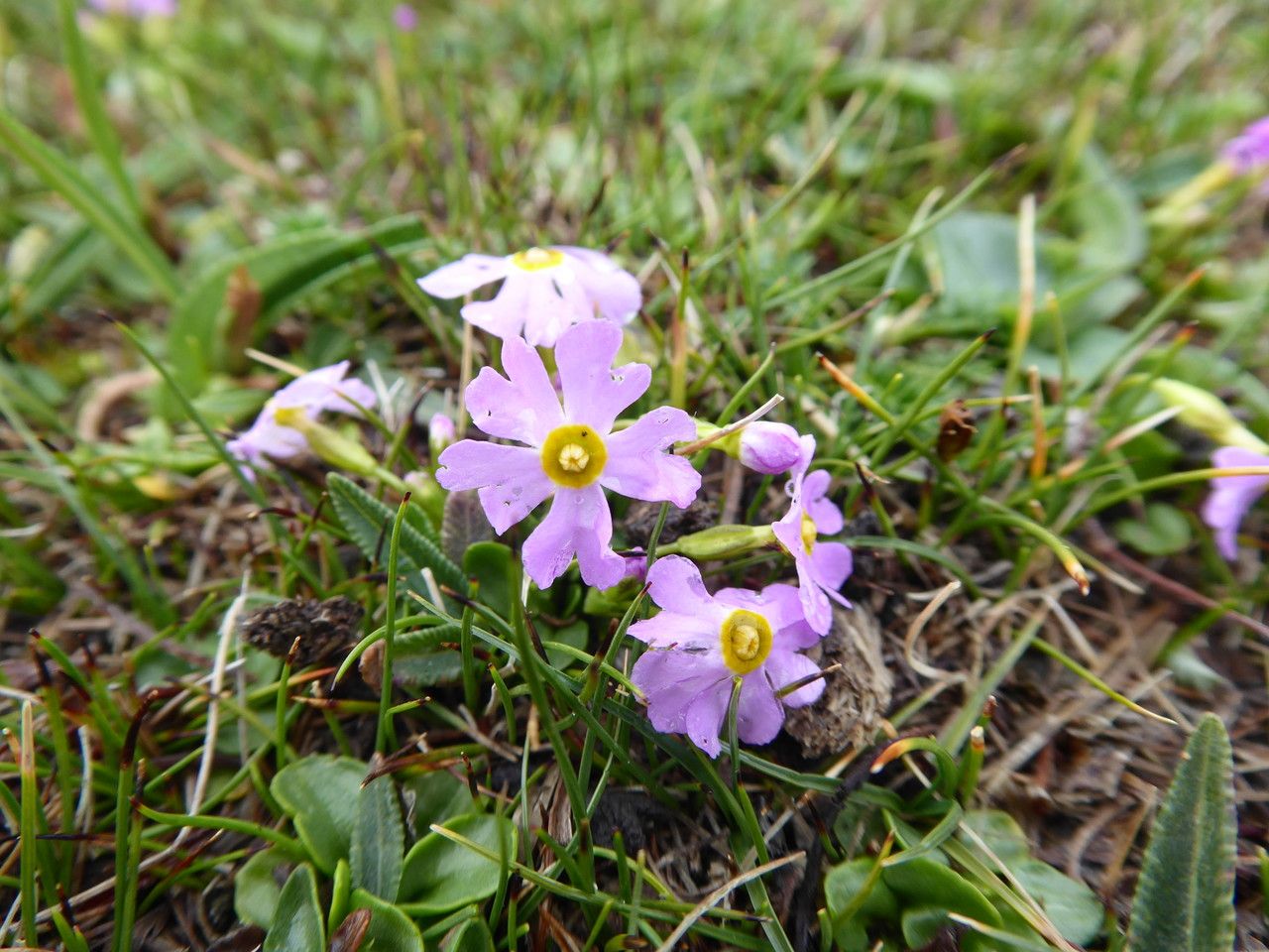 Primula walshii flower