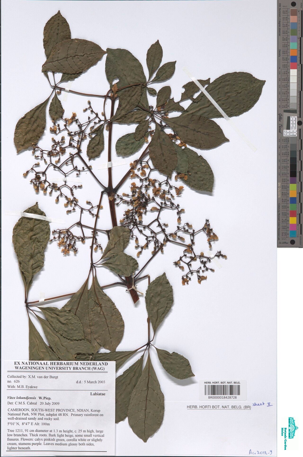 Vitex lokundjensis — houseplant care guide