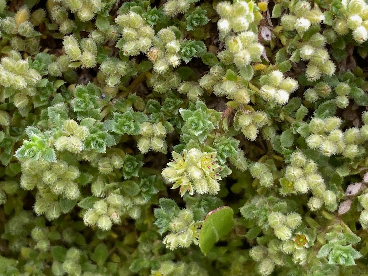 Herniaria alpina — related species from the same genus