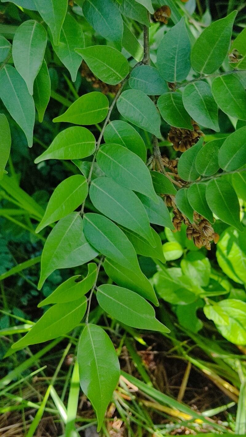 Machaerium seemannii — houseplant care guide