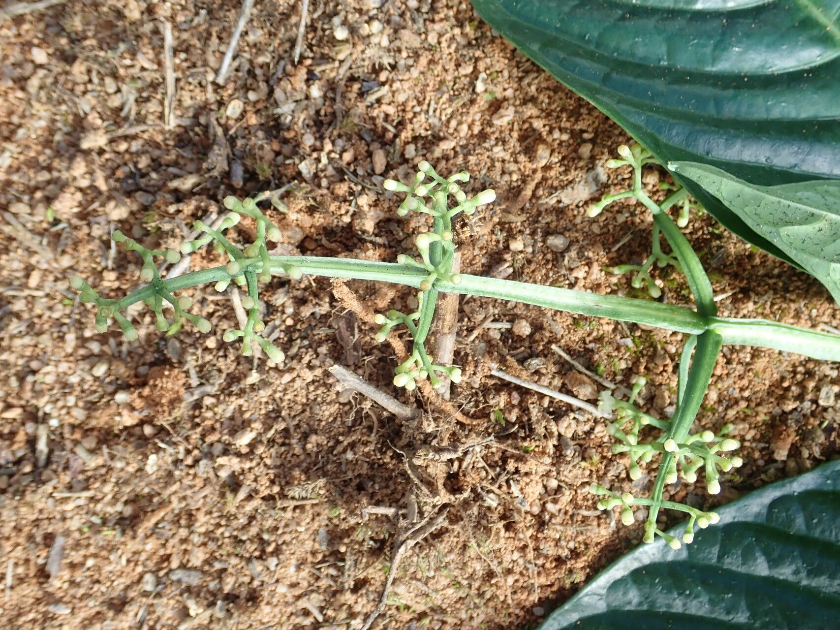 Psychotria darwiniana flower
