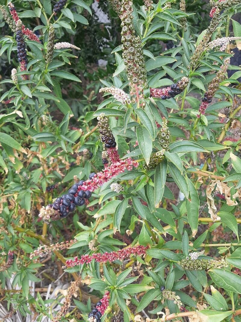 Phytolacca icosandra fruit