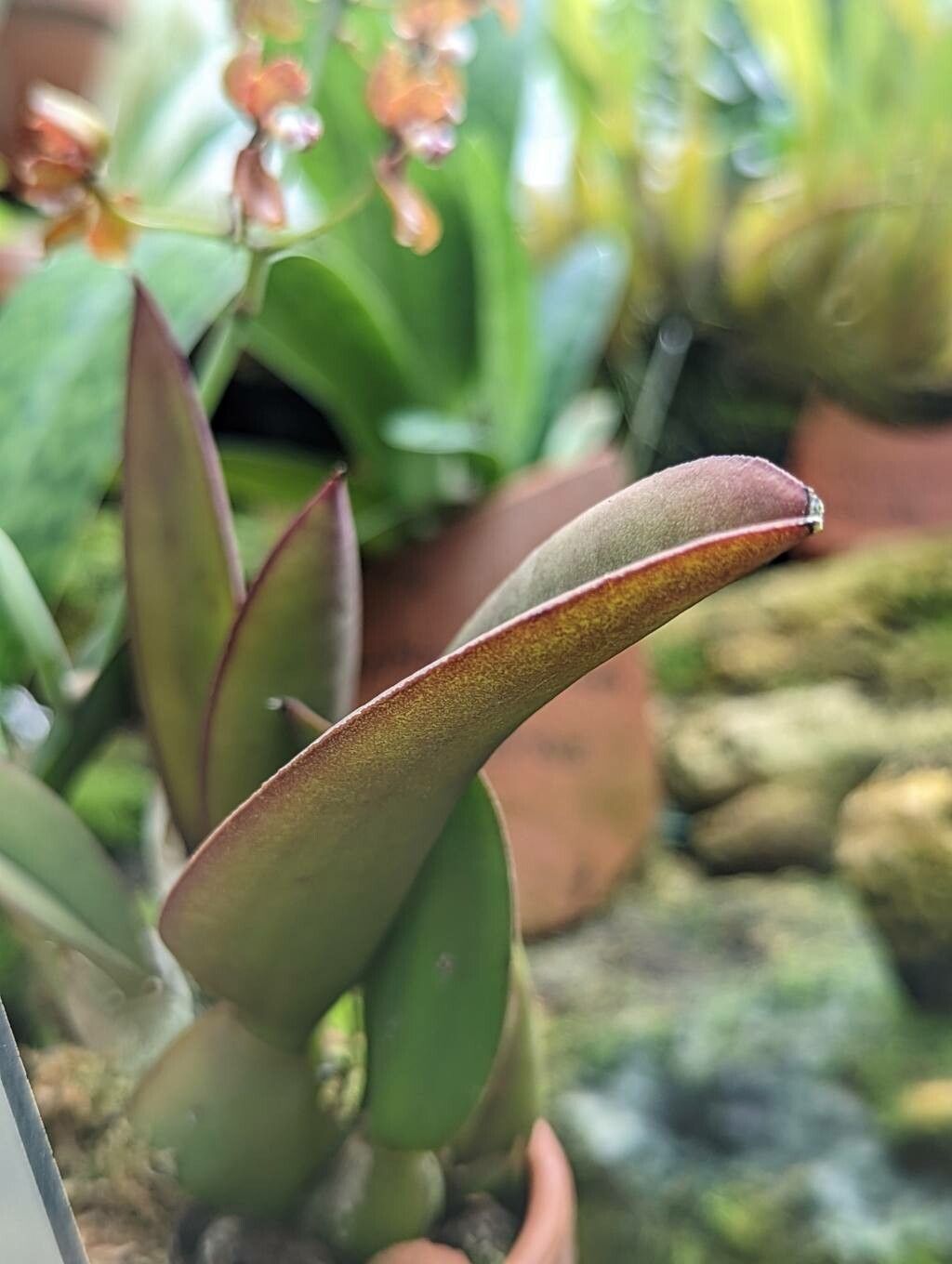 Trichocentrum microchilum — houseplant care guide